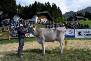 Schneuter Jngere Kriksus Kira